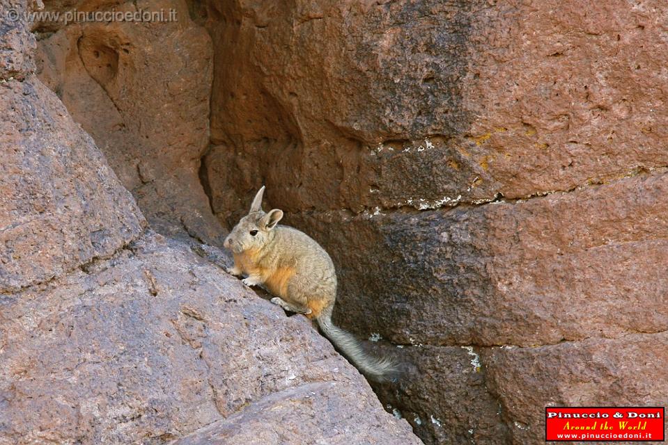 BOLIVIA 2 - Vizcacha de Montana - 2.jpg